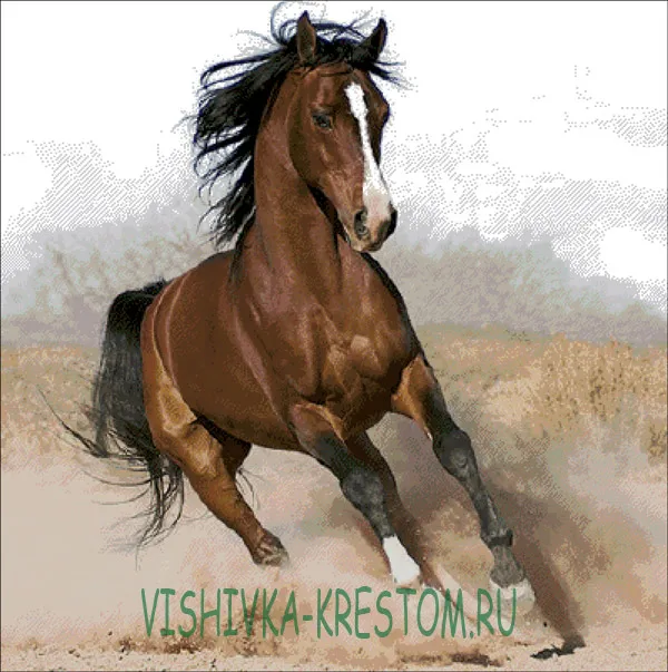 Арабский скакун