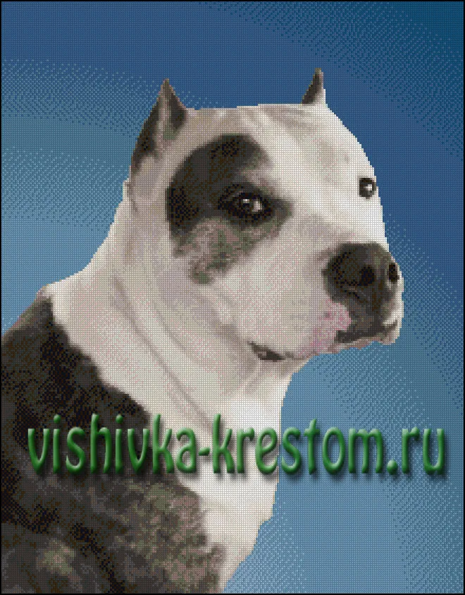 Американский стаффордширский терьер