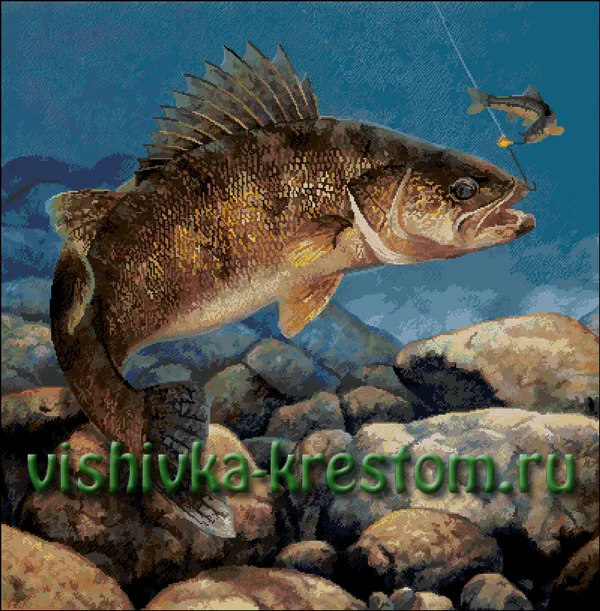 Поклёвка судака