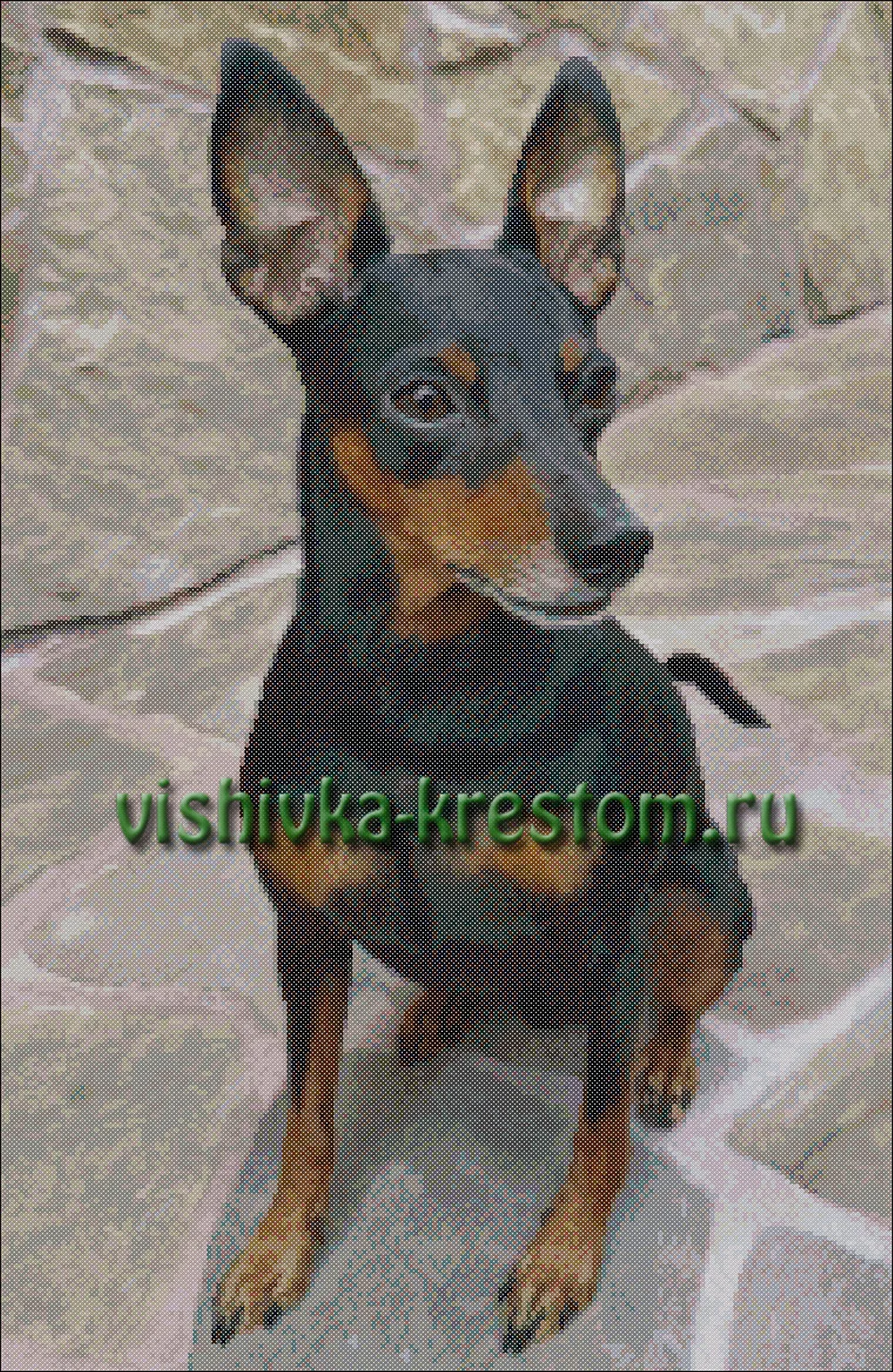 Цверг